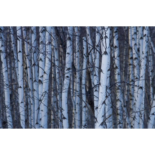 Canada, Quebec, Yamaska NP Gray birch forest